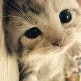 jiji